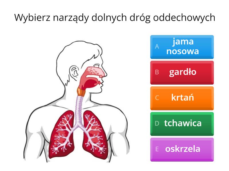 Układ oddechowy i wydalniczy- powtórka materiału - Test Układ Oddechowy I Wydalniczy Sprawdzian Klasa 7