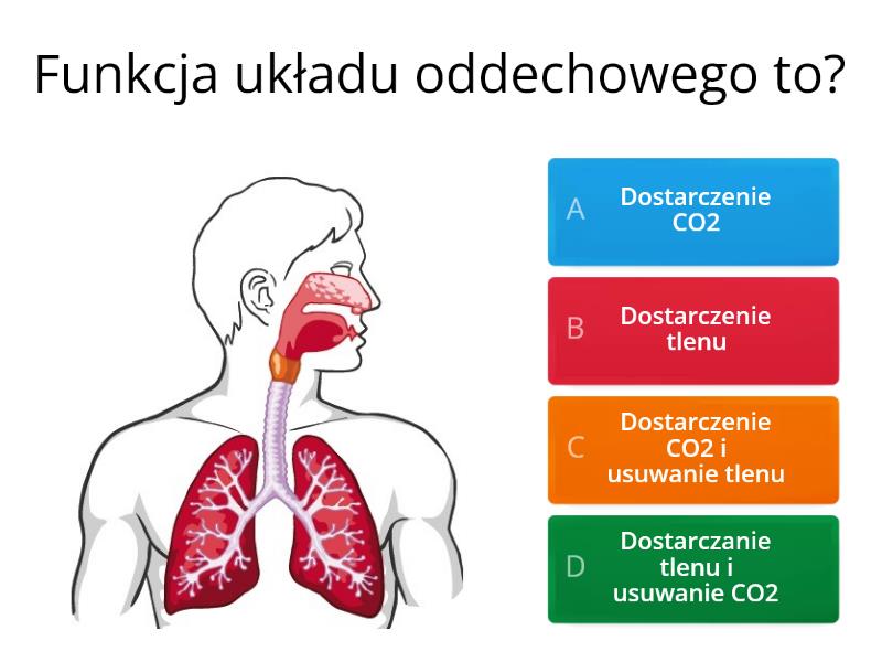Układ oddechowy klasa 7 - Test Test Biologia Klasa 7 Uklad Oddechowy