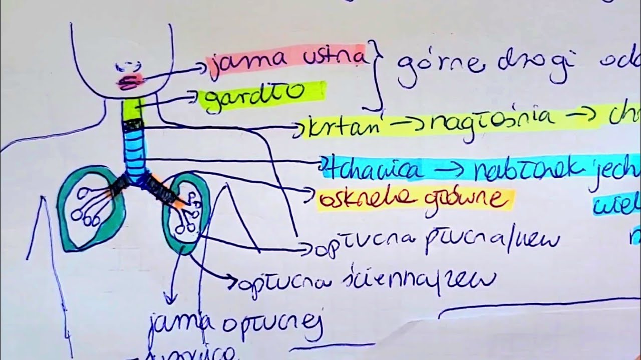 UKŁAD ODDECHOWY,WYMIANA GAZOWA,WENTYLACJA,PĘCHERZYKI PŁUCNE,DYFUZJA Wyjasnij Zaleznosc Miedzy Wymiana Gazowa A Oddychaniem Komorkowym