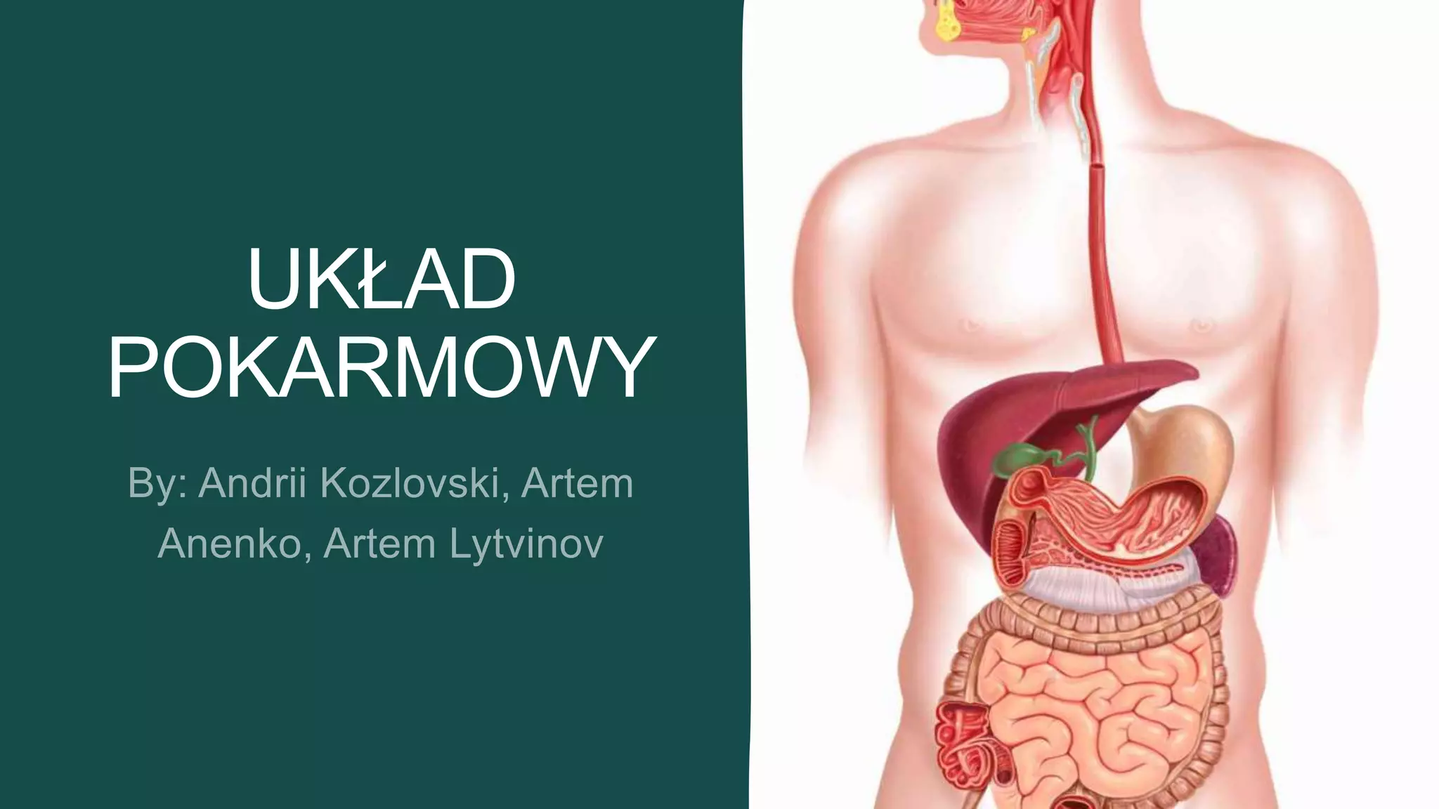 Uklad Pokarmowy Klasa 7