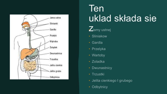 Uklad pokarmowy 7-c.pptx Uklad Pokarmowy Klasa 7