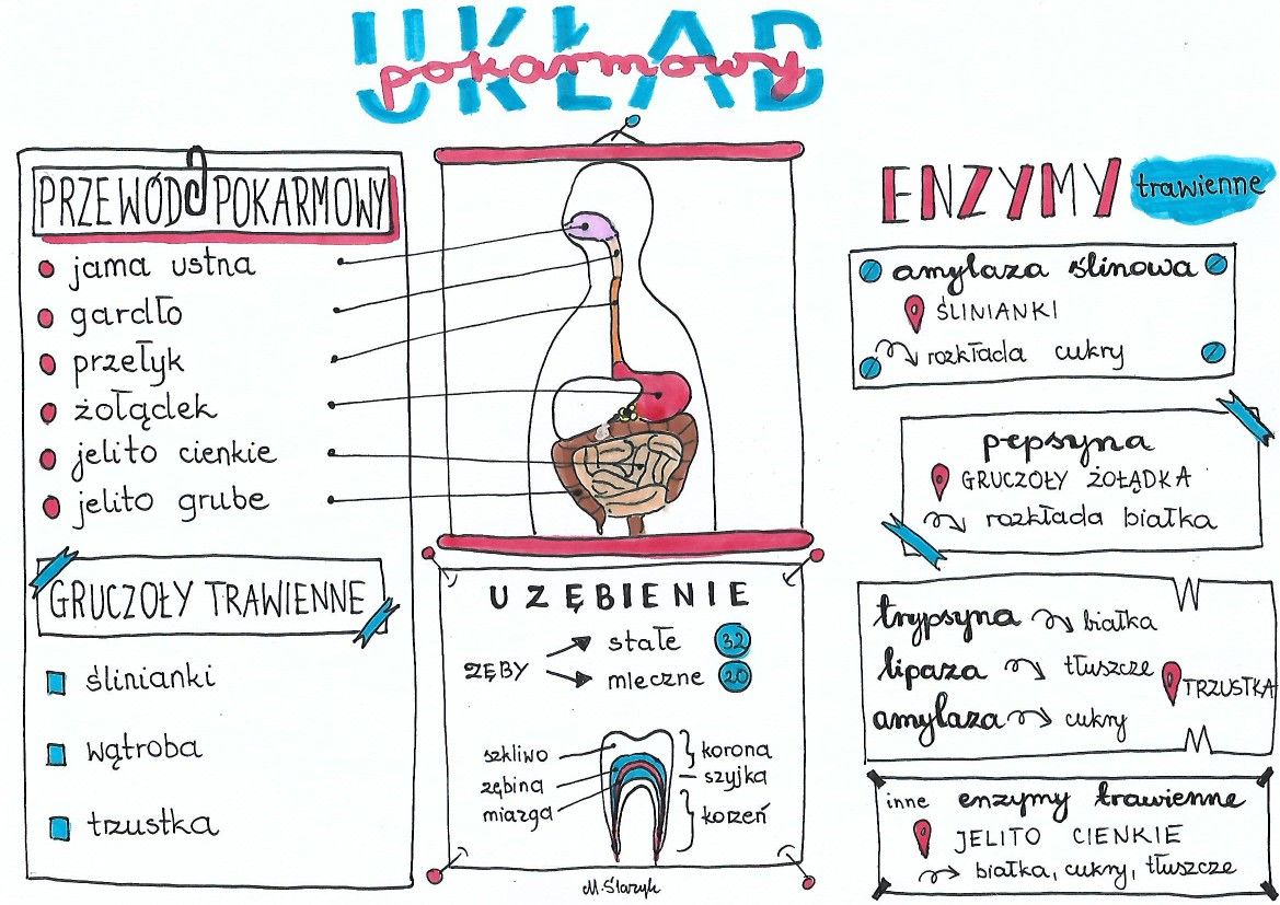 Układ pokarmowy | Biologia, Maturo Test Z Biologii Klasa 7 Dzial 1