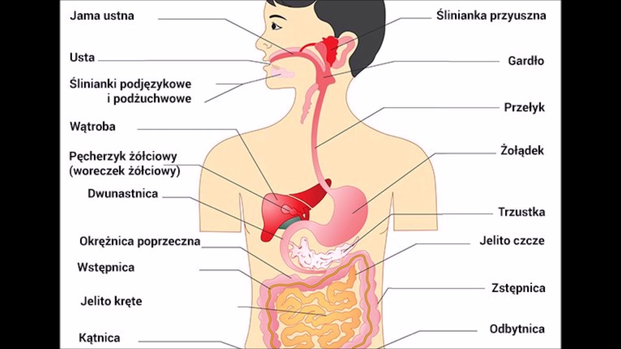 Układ Pokarmowy Sprawdzian Klasa 7 Pdf