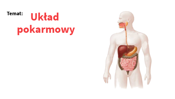 Przeanalizuj Poniższy łańcuch Pokarmowy