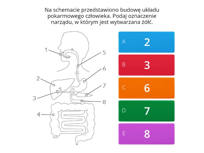 Układ pokarmowy- powtórzenie kl. 7c - Quiz Układ Pokarmowy Sprawdzian 2 Gimnazjum Puls życia