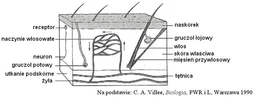 Układ powłokowy | BiologHelp Organizm Czlowieka Skora Powloka Organizmu