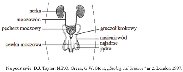 Układ rozrodczy | BiologHelp Uklad Rozrodczy Klasa 4