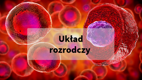 Uklad Rozrodzy Klasa 4
