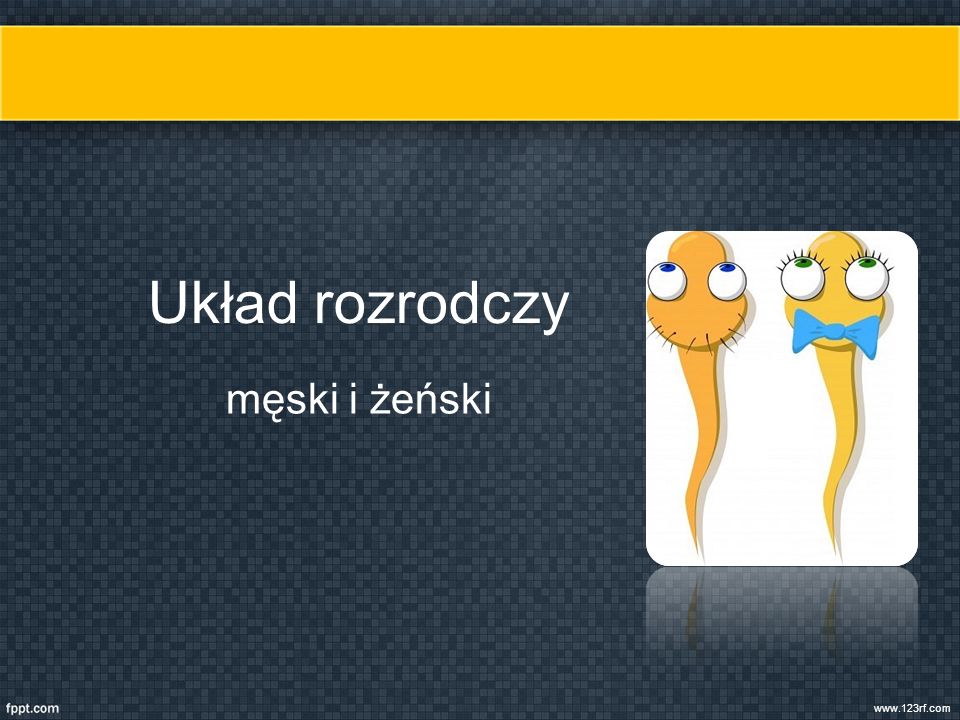 Układ Rozrodczy Męski I żeński