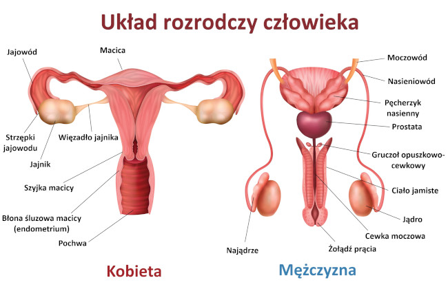 Układ rozrodczy » Opis » co to? » Definicja pojęcia Uklad Rozrodczy