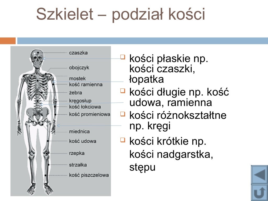 Układ ruchu Uklad Ruchu 2 Liceum