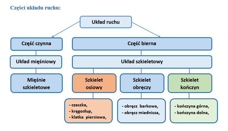 UKŁAD RUCHU Aparat Ruchu Nowa Era