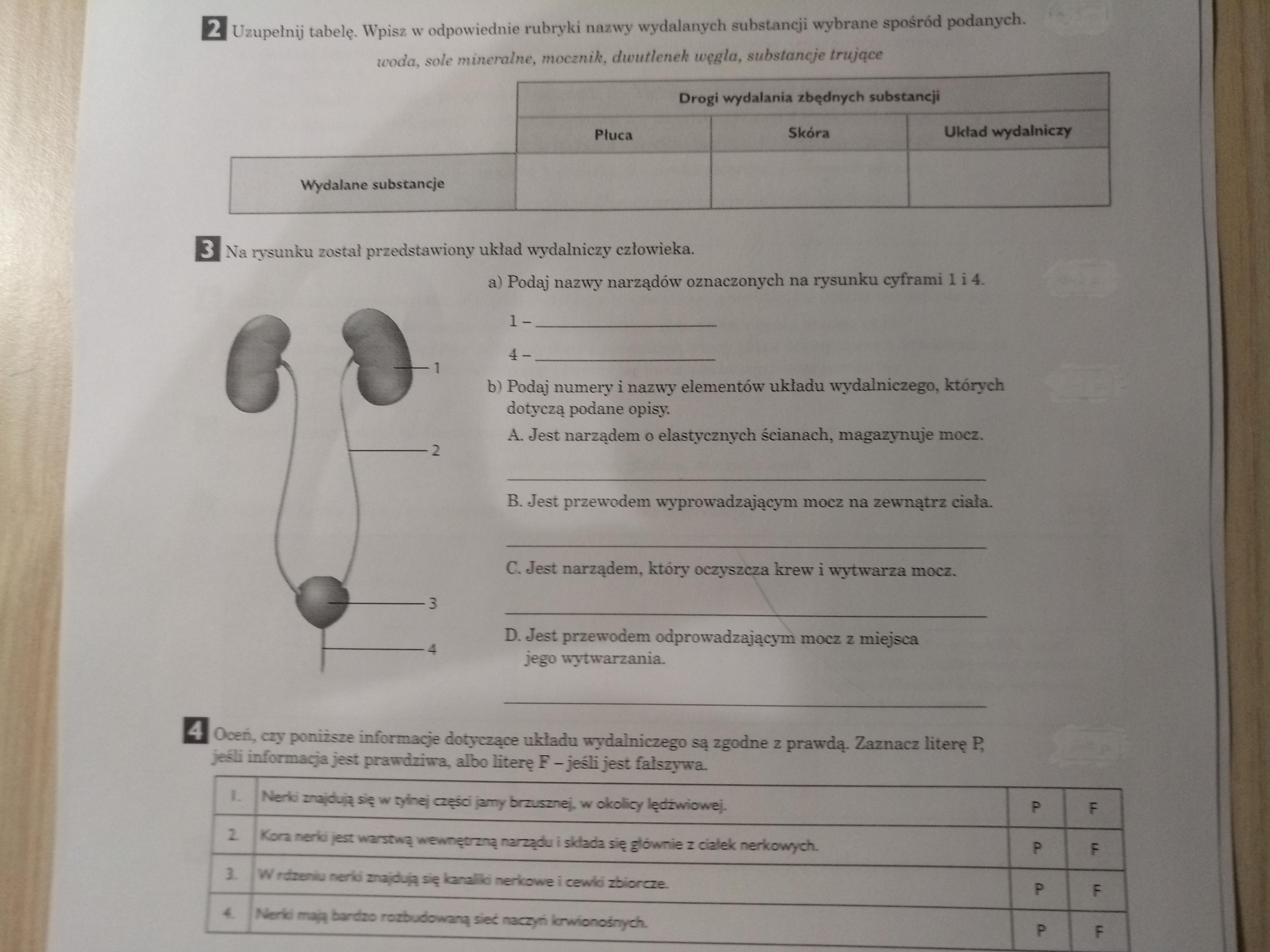 Układ Wydalniczy Kl 7 Test - Margaret Wiegel Test Biologia Klasa 7 Dzial 5