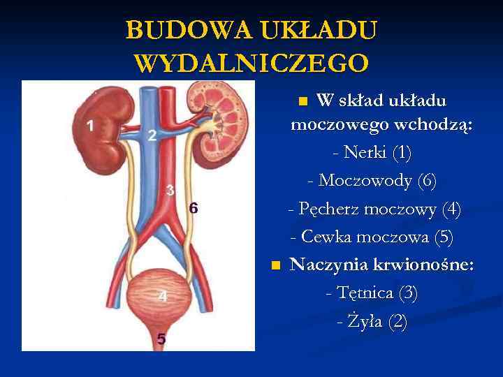 UKŁAD WYDALNICZY PODSTAWY FIZJOLOGII Dr n med Uklad Wydalniczy Sprawdzian Klasa 7 Odpowiedzi