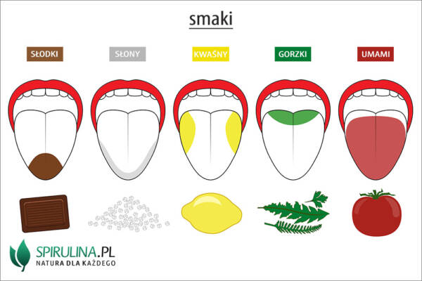 Umami - algi Spirulina i Chlorella Badanie Roli Węchu W Rozpoznawaniu Smaków