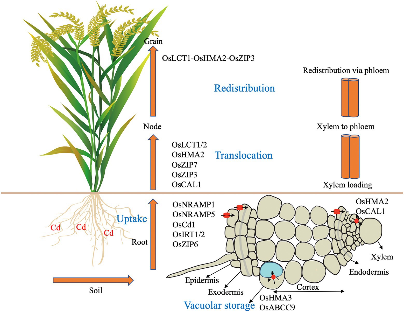 Uptake Technologies Cadmium In Soils And Plants