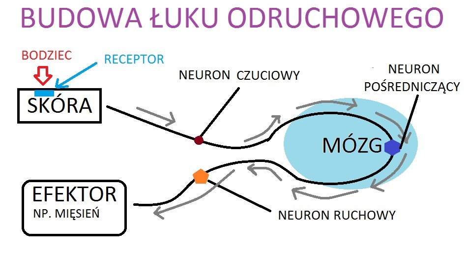 Uszereguj Podane Elementy Luku Odruchowego