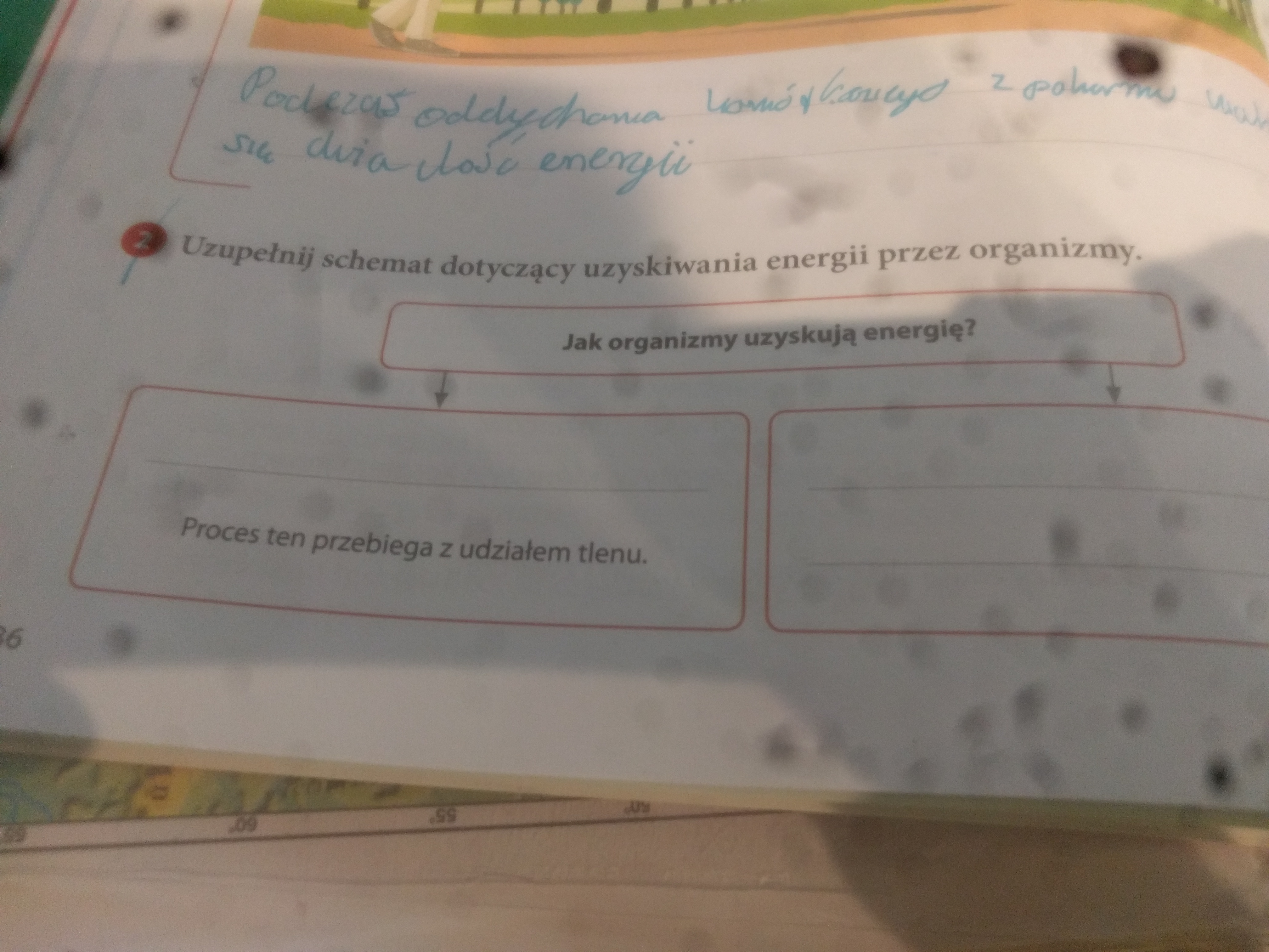 Uzupełnij Schemat Dotyczący Uzyskiwania Energii Przez Organizmy