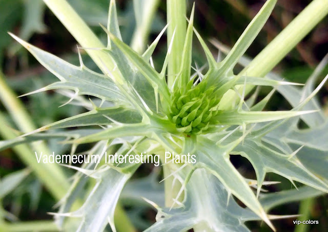 Vademecum Interesting Plants: Eryngium campestre - Mikołajek polny Mikołajek I Inne Chłopaki Streszczenie Szczegółowe