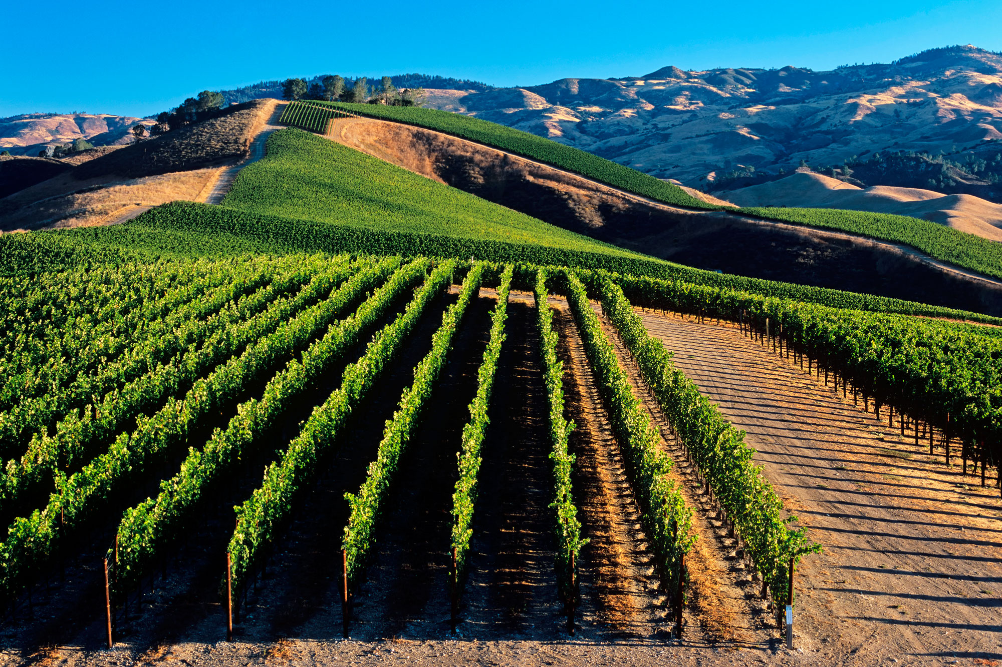 Vineyard Landscape Of Piedmont Langhe Roero And Monferrato