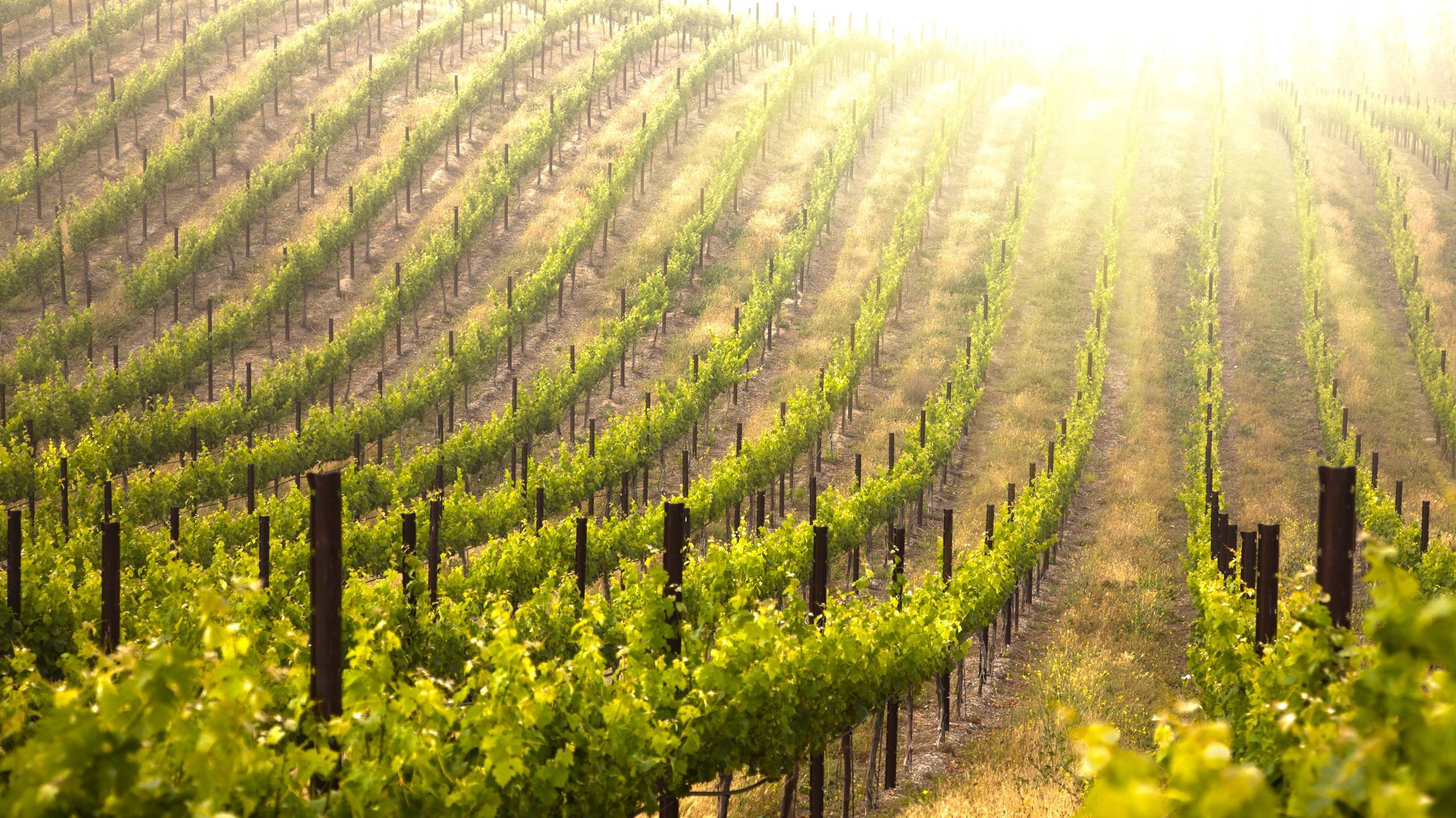 Vineyard Wallpapers - Wallpaper Cave Vineyard Landscape Of Piedmont Langhe Roero And Monferrato