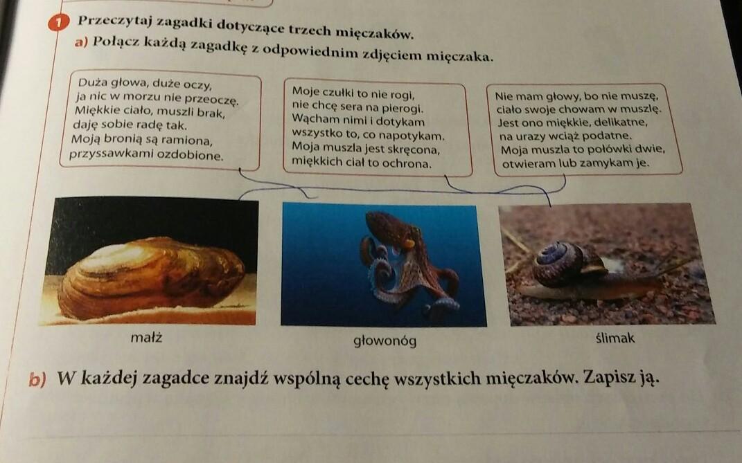 W każdej zagadce wspólną cechę wszystkich mięczaków. Zapisz ją W Kazdej Zagadce Znajdz Wspolna Ceche Wszystkich Mieczakow Zapisz Ja