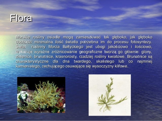 W Morzu Bałtyckim Protist Z Pecherzami Powietrza Wystepujace W Morzu Baltyckim