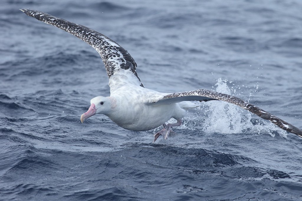 Wandering Albatross - The Australian Museum Dlaczego Albatros Znakomicie Lata