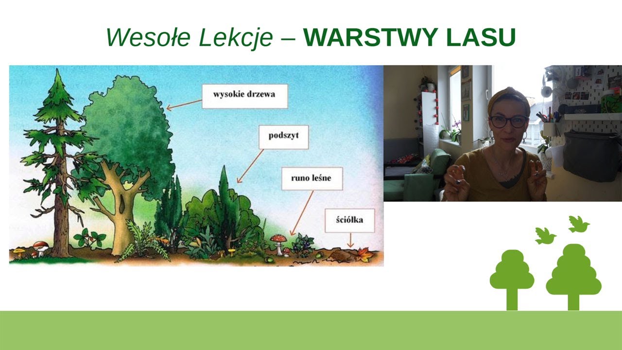 Warstwy lasu. 🌳 Lekcja przyrody. - YouTube Sprawdzian Warstwy Lasu Klasa 3