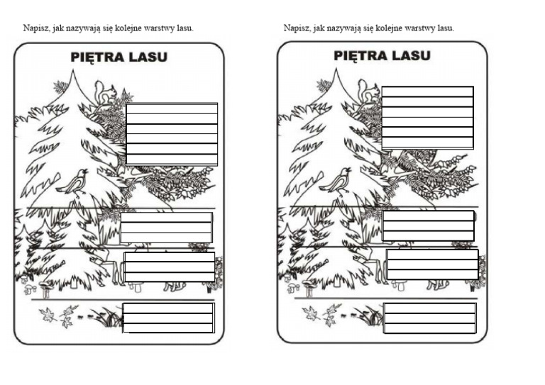 Warstwy Lasu Klasa 3 Pdf