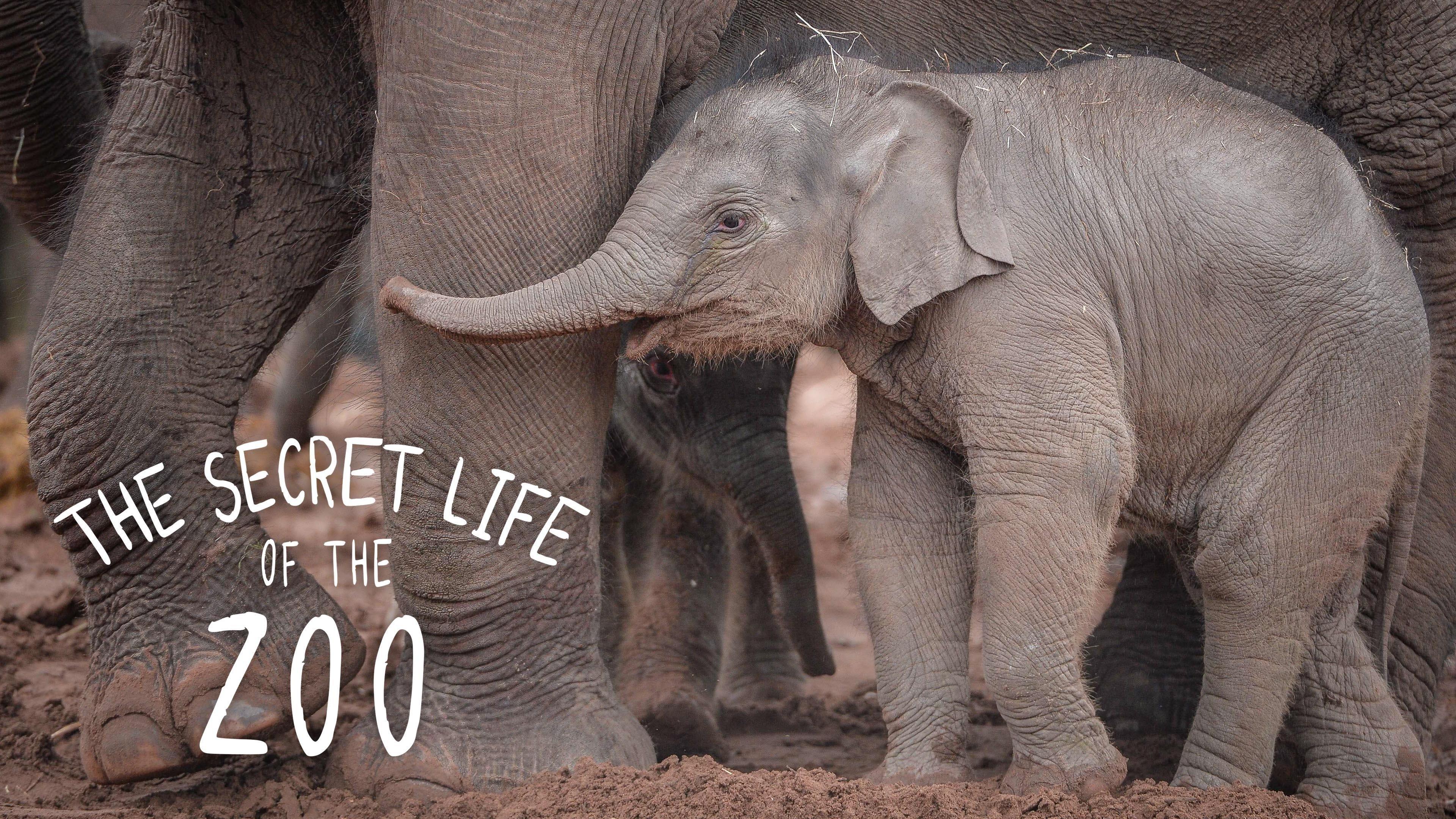 Watch The Secret Life of the Zoo Streaming Online on Philo (Free Trial) Secret Life Of The Zoo Terugkijken