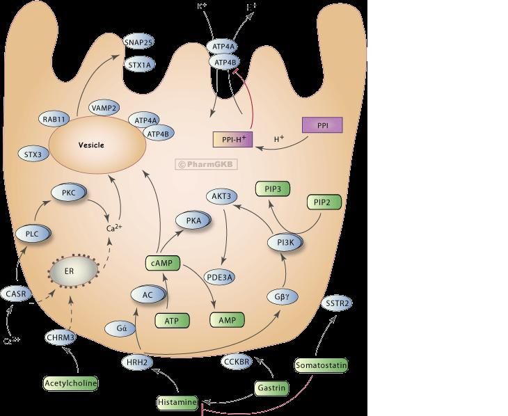 What is a Proton Pump Inhibitor (like Dexilant)? Protons, Nclex Czy Dexilant To Inhibitor Pompy Protonowej