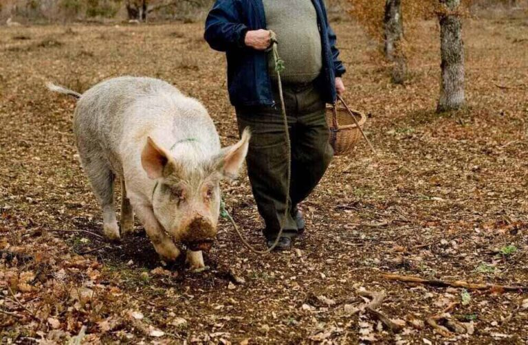 In Some Districts Farmers Use Pigs To Find Truffles