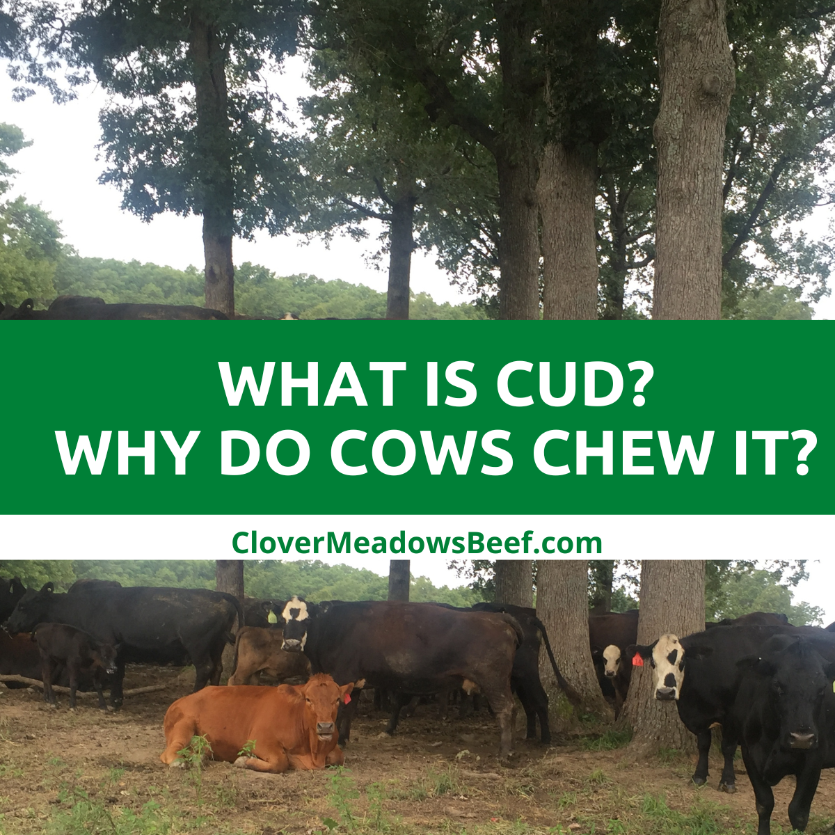 What is cud and why do cows chew it? (video) - Clover Meadows Beef Cud Miłości Od Poczęcia Po Narodziny