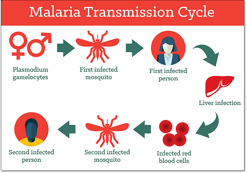 Malaria To Choroba Bakteryjna Czy Wirusowa