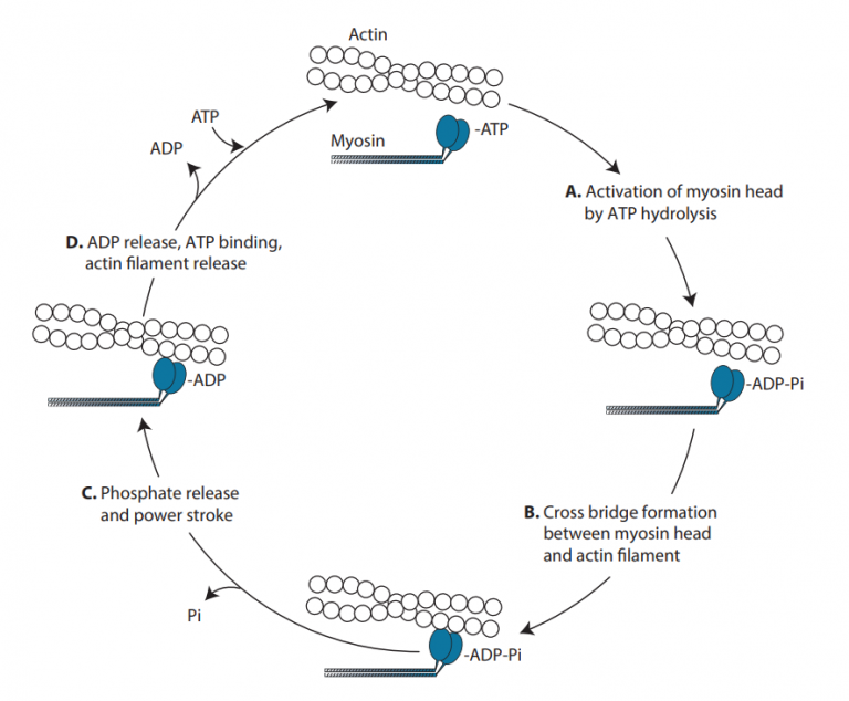 Explain Why Warm Up Exercises Increase Myosin Atpase Activity