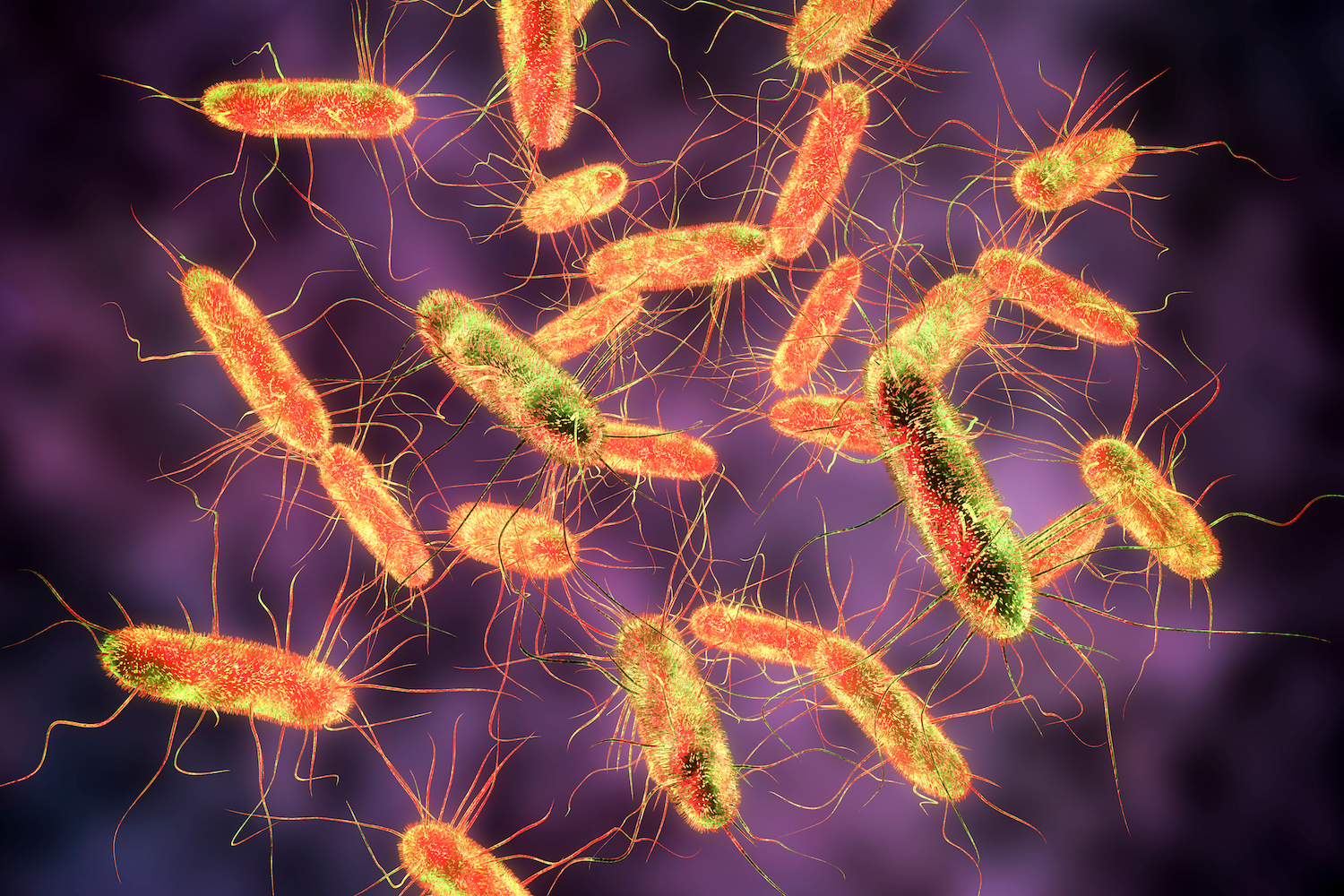 Salmonella W Jakiej Temperaturze Ginie