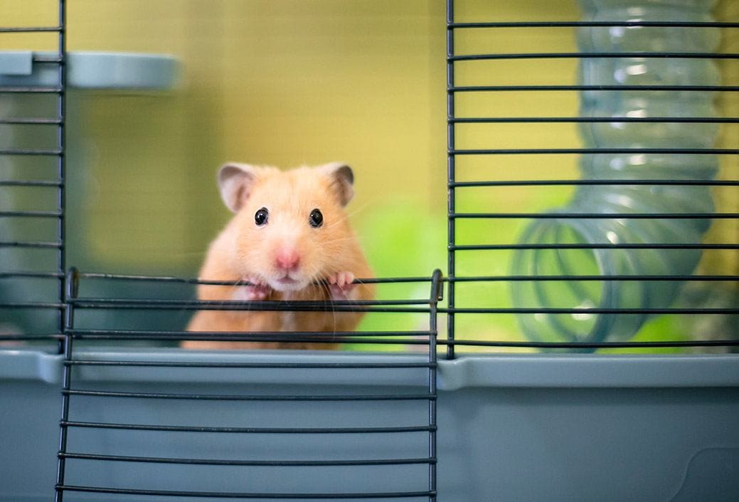 Which Hamster Breeds Can Live Together? Vet-Reviewed Compatibility Can Two Syrian Hamsters Live Together