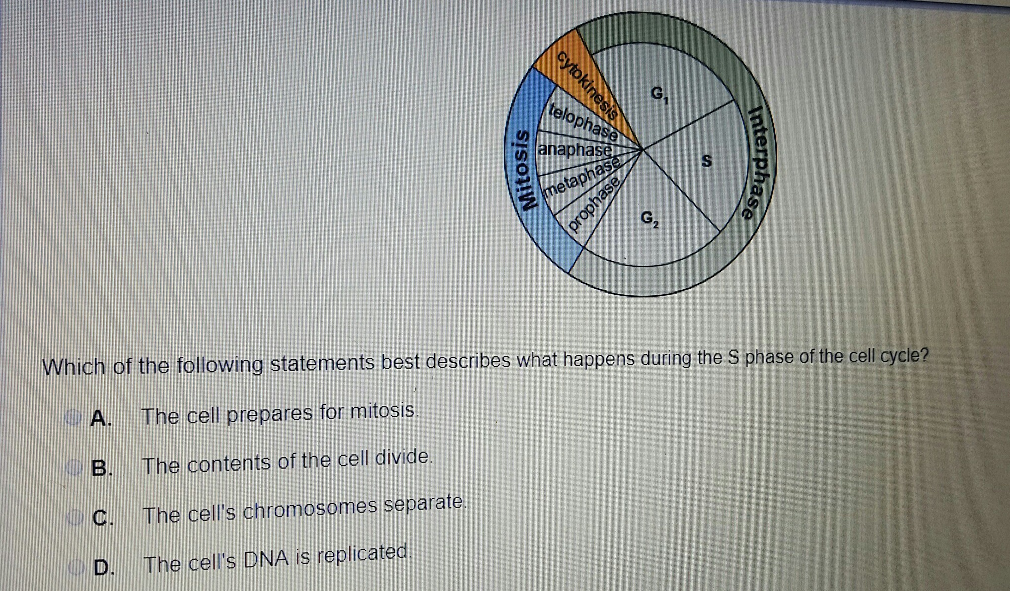 Which Of The Following Best Describes The Cell Cycle
