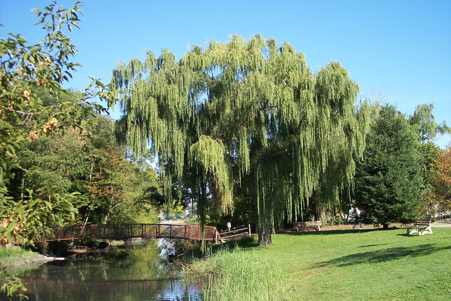 Willow Project O Co Chodzi