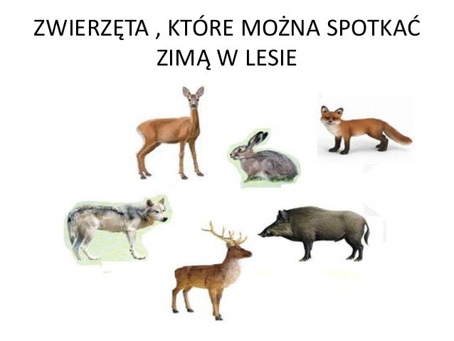 Połącz Nazwę Zwierzęcia Z Długością Jego życia