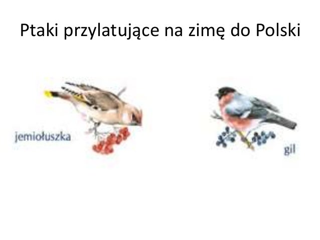 Wiedza w pigułce dla sześciolatka Jakie Zwierzęta Znajdują Się W Herbie Głogowa