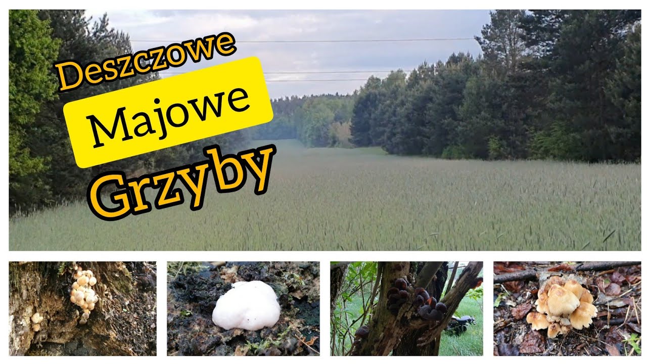 Czy Grzyby Mają Wartości Odżywcze