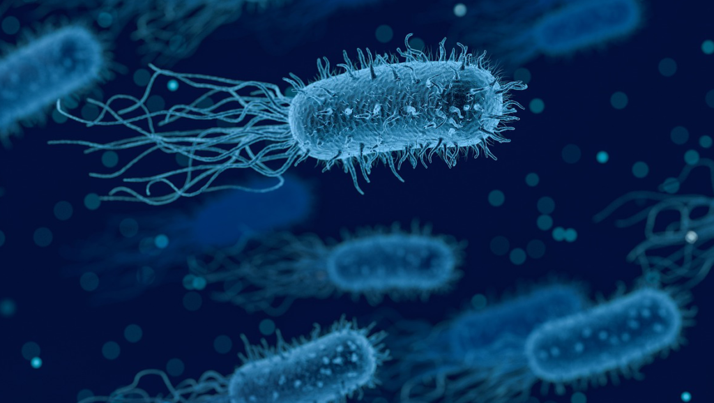 Wirusy, Bakterie, Pasożyty, Grzyby - BioHarmonia - diagnoza oraz Wirusy Bakterie