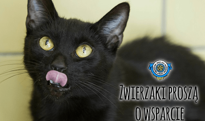 Wrocławskie schronisko prosi o zakup karmy dla zwierząt Napisz Ogłoszenie O Zbiórce Karmy Dla Zwierząt Ze Schroniska