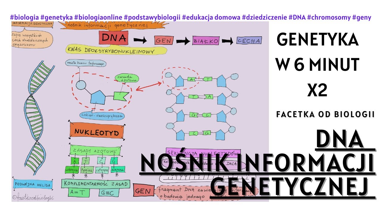 Wszystko o DNA - Genetyka - Darmowe Lekcje Biologii Online -8 klasa Biologia Genetyka Klasa 8 Pdf