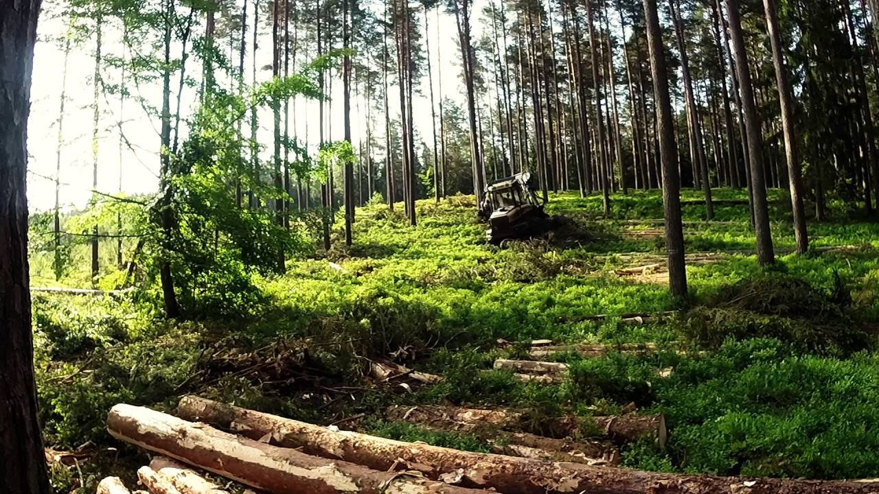 Drewno Pniaków Pozostałych Po ścięciu Drzew