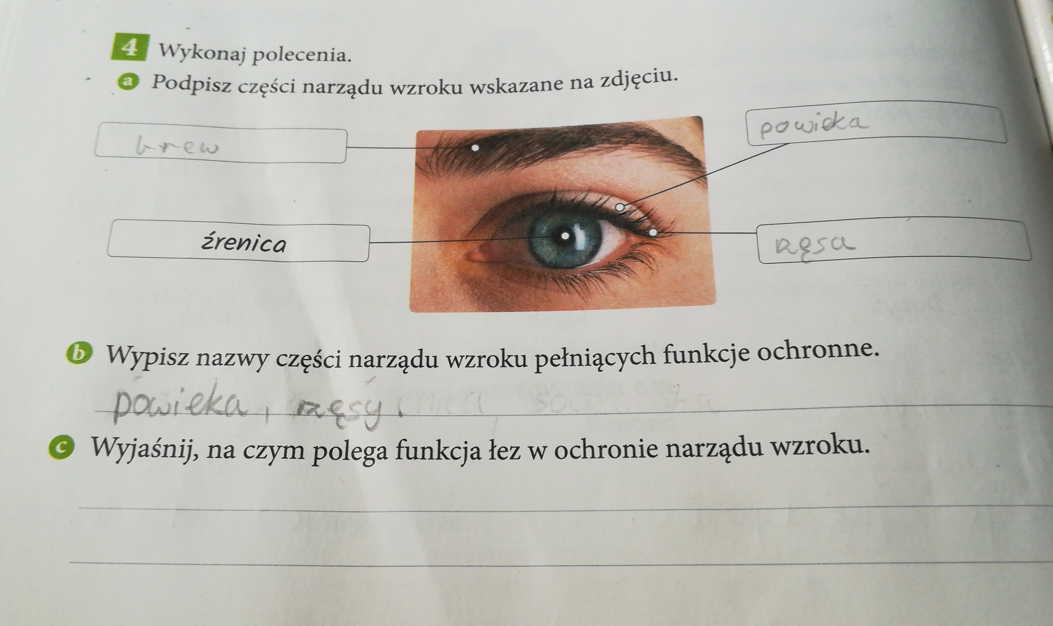 Podpisz Części Narządu Wzroku Wskazane Na Zdjęciu