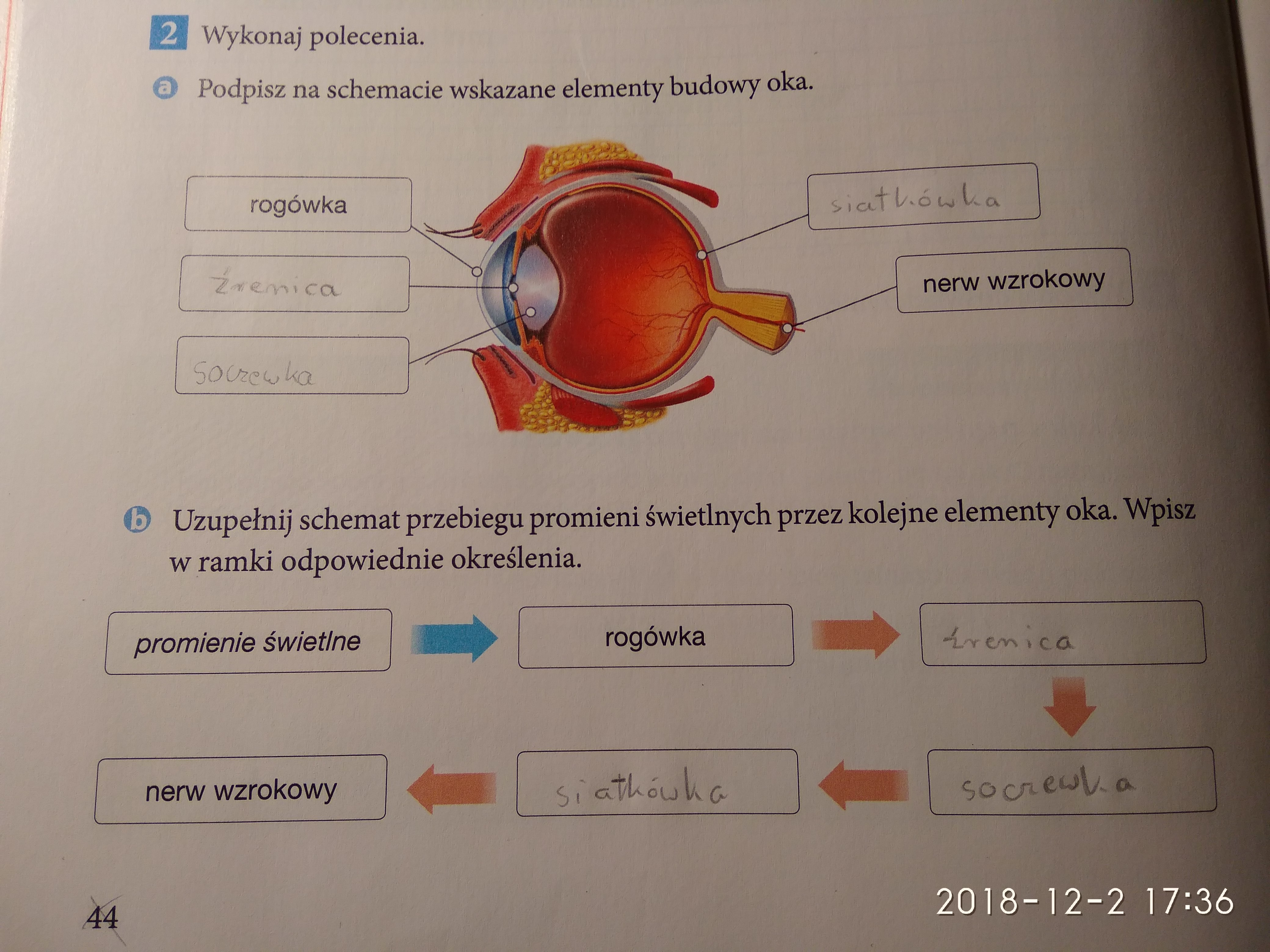wykonaj polecenia a) podpisz na schemacie wskazane elementy budowy oka Wykonaj Polecenia Podpisz Części Narządu Wzroku Wskazane Na Zdjęciu