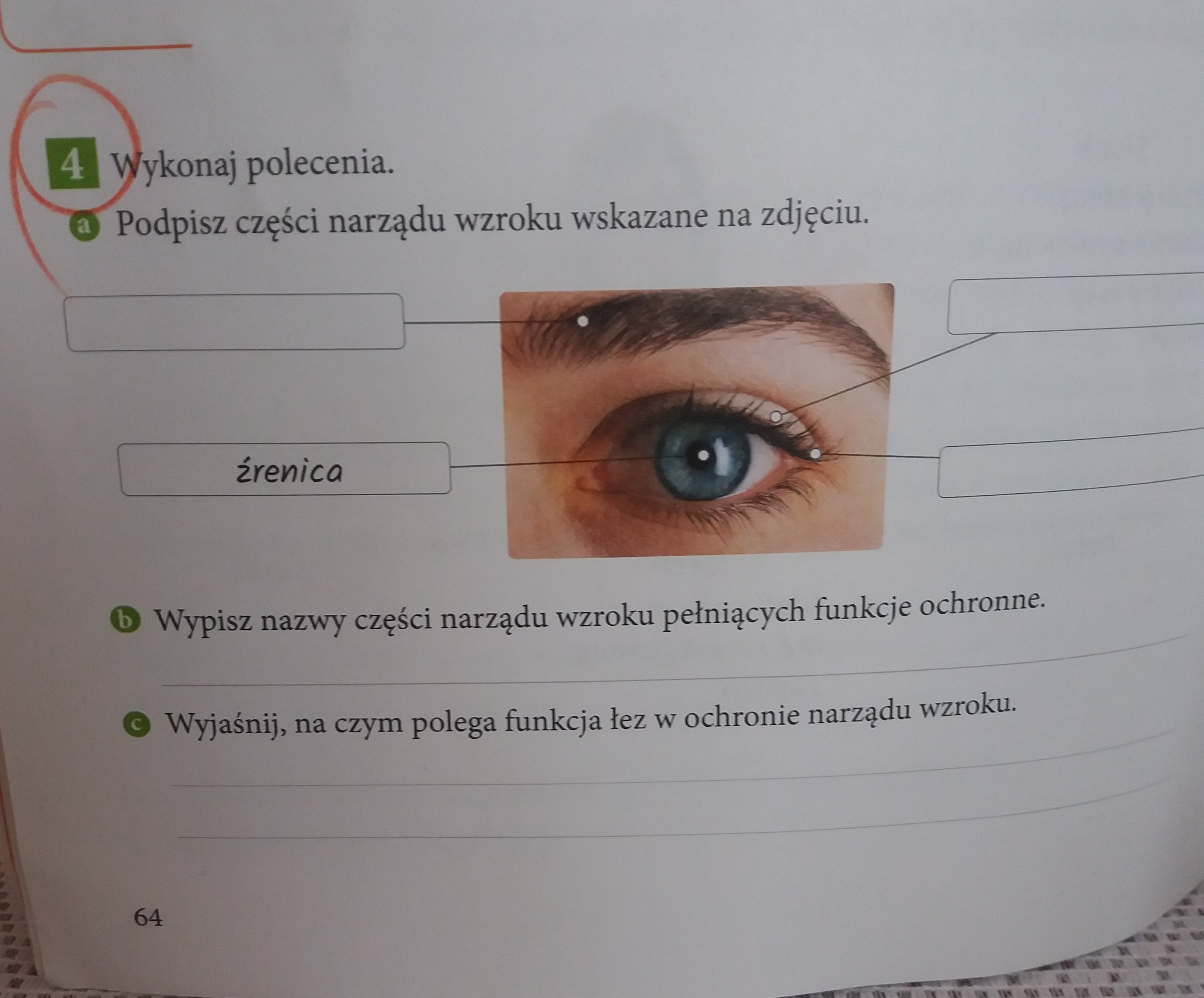 Wykonaj polecenia Podpisz części narządu wzroku wskazane na zdjęciu Podpisz Części Narządu Wzroku Wskazane Na Zdjęciu